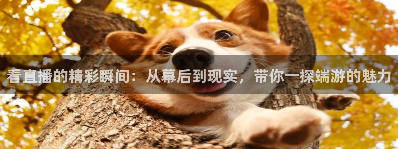 篮球直播jrkan：看直播的精彩瞬间：从幕后到现实，带你一探端游的魅力